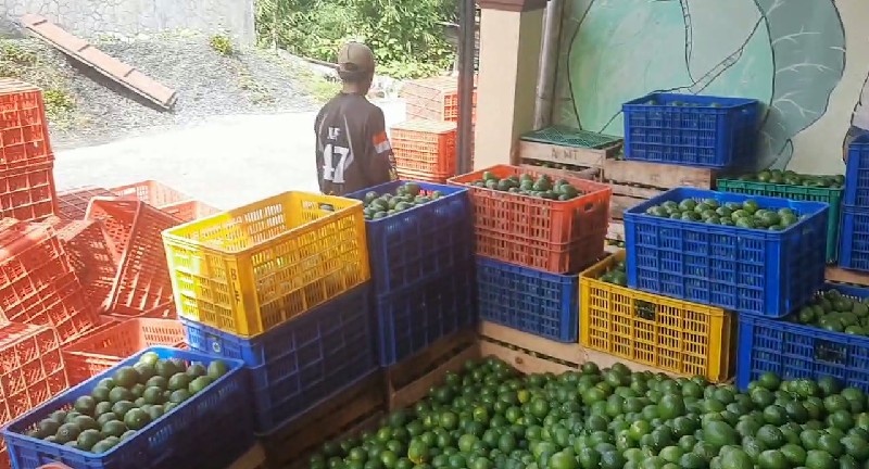 Panen Lemon Melimpah, Petani di Desa Clekatakan Semringah