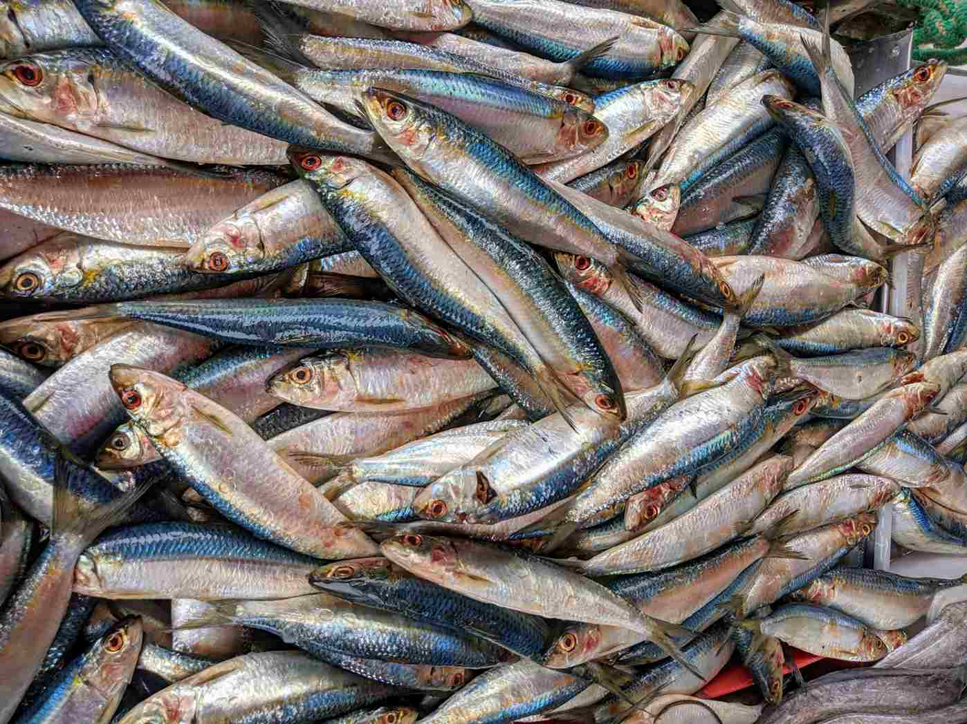 Lebih Hebat dari Salmon, Ikan Kembung Jadi ‘Superfood’ Lokal Andalan untuk Kecerdasan dan Pertumbuhan Anak