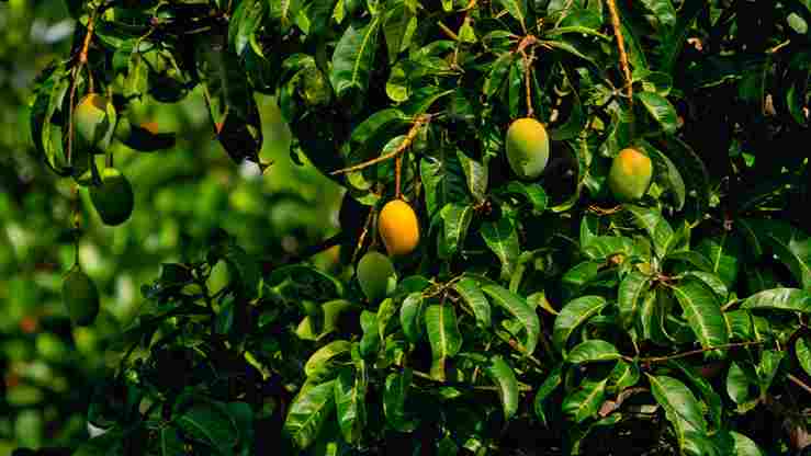Musim Mangga Tiba di Pemalang, Hasil Panen Melimpah Serbu Pasar Lokal