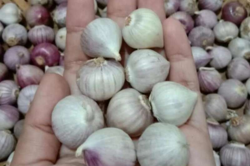Bukan Sekadar Bumbu Dapur! Rutin Konsumsi Bawang Putih Lanang Terbukti Klinis Ampuh Taklukkan Hipertensi